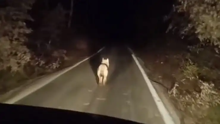 Bingöl'de kurtlar ilçe merkezinde görüntülendi