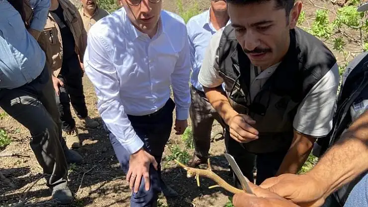 Bingöl'de menengiç ağaçlarına fıstık aşısı yapılmaya başlandı