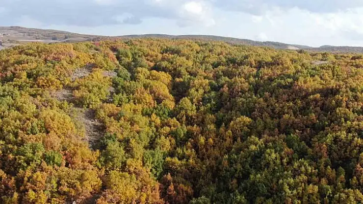Bingöl'de meşelerin sonbahar güzelliği