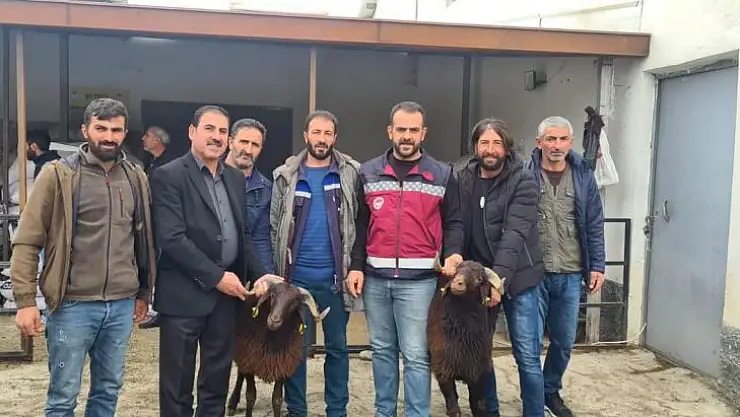 Bingöl'de yetiştiricilere koç desteği verildi