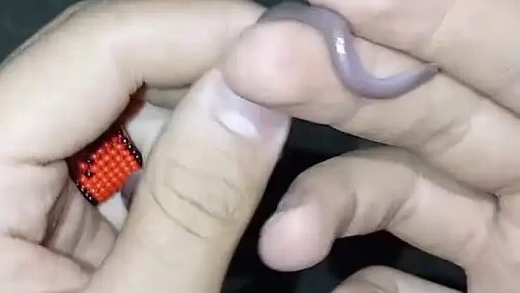 Buldukları yavru yılanı ellerine alıp oynadılar