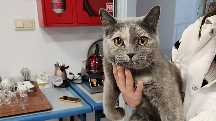 Çatıya sıkışan kediyi personeller kurtardı