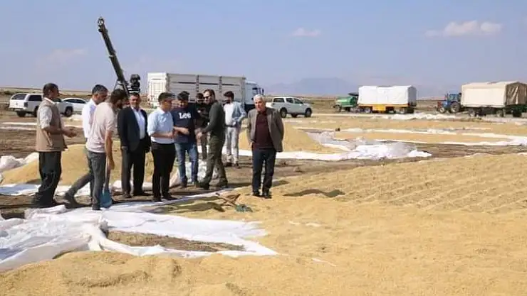 Çermik'te çeltik pirinci hasadında 700 ton rekolte bekleniyor