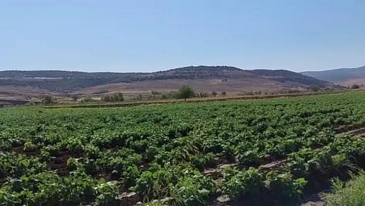 Çermik'te ikinci ürün tarımına yoğun ilgi