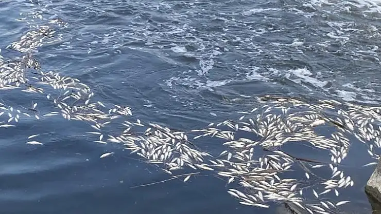 Dicle Nehri'nde telef olan binlerce balık su yüzeyine çıktı