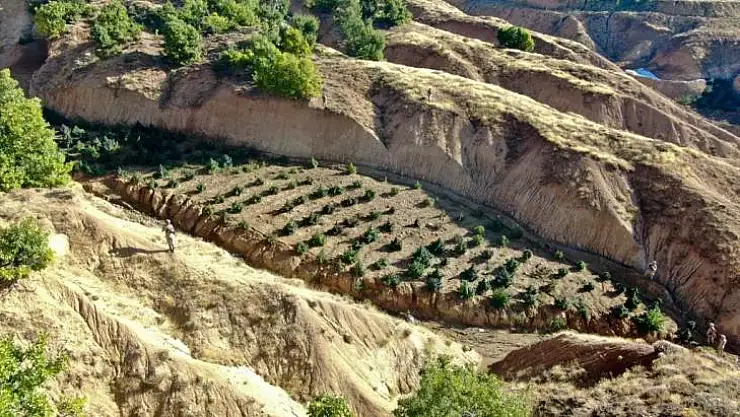 Diyarbakır'da 2 milyon 64 bin kök kenevir ve skunk ile 812 kilo esrar ele geçirildi