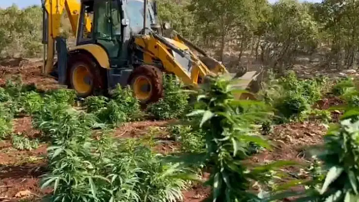 Diyarbakır'da 403 kilo esrar ve 423 bin esrar bitkisi ele geçirildi