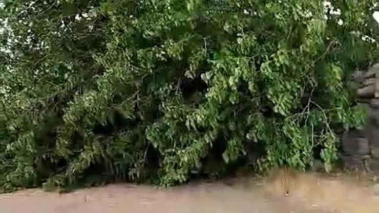 Diyarbakır'da fırtınada ağaç devrildi, piknik alanı savaş alanına döndü