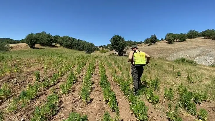 Diyarbakır'da Narko-Terör Operasyonu: 2 milyon 67 bin 550 kenevir bitkisi ele geçirildi