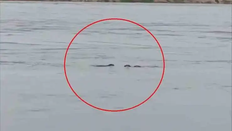 Diyarbakır'da nesli tehdit altında olan su samuru görüldü