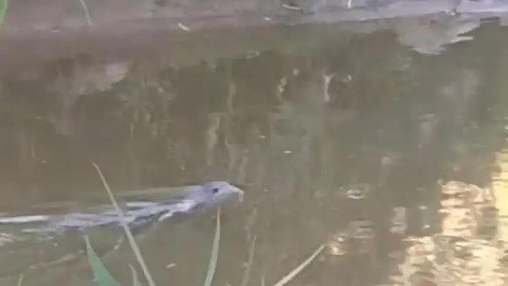 Diyarbakır'da su samuru görüldü