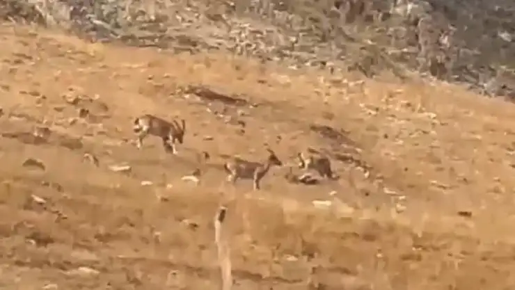 Diyarbakır'da yaban keçileri görüntülendi