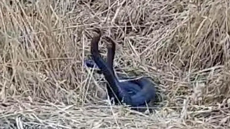 Diyarbakır'da yılanların dansı görüntülendi