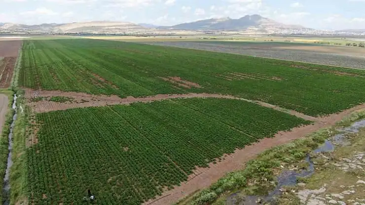 Diyarbakırlı çiftçi, kurbanlık götürdüğü Adana'dan patates işiyle döndü