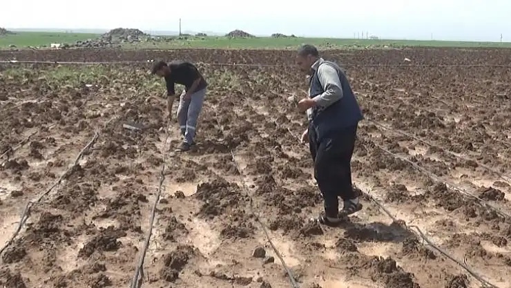 Dolu yağışı ekili arazileri vurdu