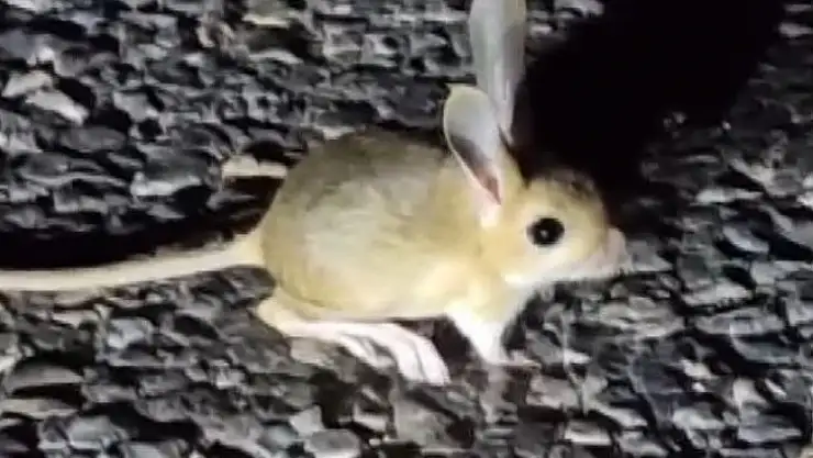 Dünyada kırmızı listede bulunan Arap tavşanı Tunceli'de görüntülendi