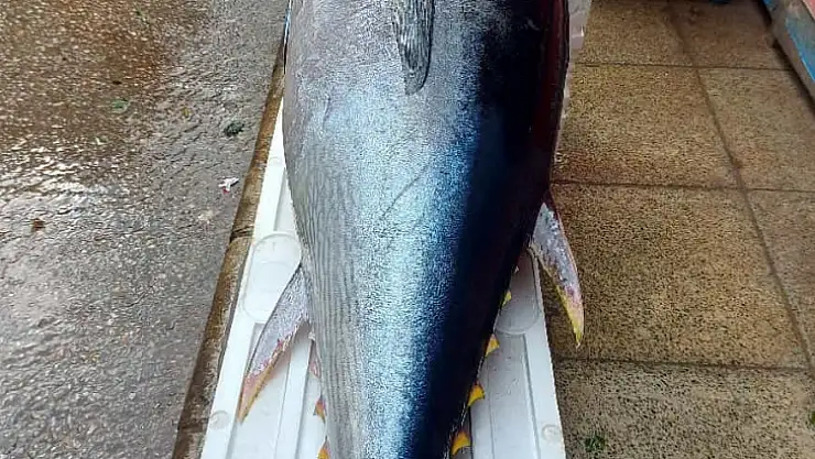 Elazığ'da 1 metre 74 santimetrelik dev orkinos yoğun ilgi gördü