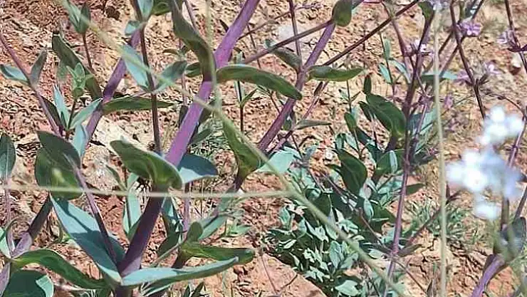 Elazığ'da düğmeli çöven bitkisi izleme çalışması yapıldı