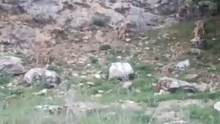 Elazığ'da koruma altındaki dağ keçileri sürü halinde görüntülendi