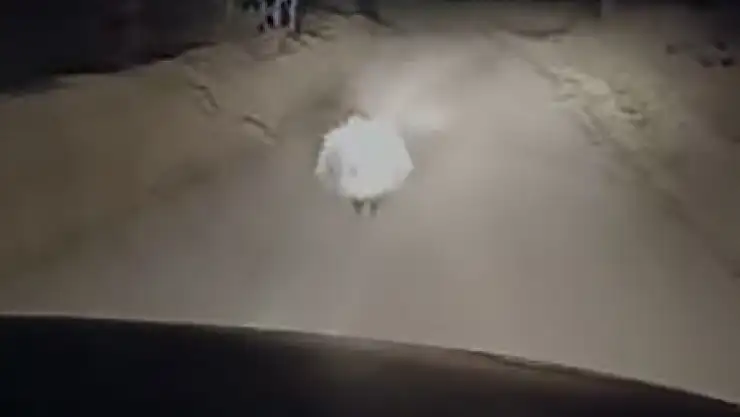 Gece saatlerinde kameralara takıldı