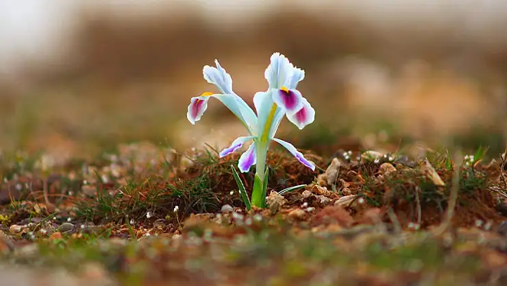 Elazığ'da nevruz çiçekleri açtı