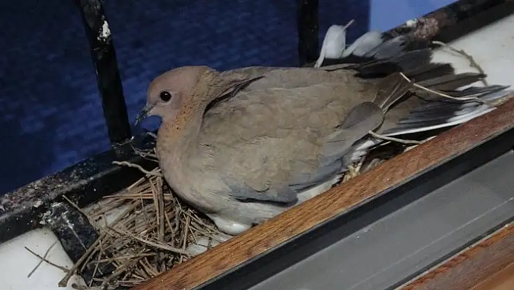 Elazığ'da örnek davranış