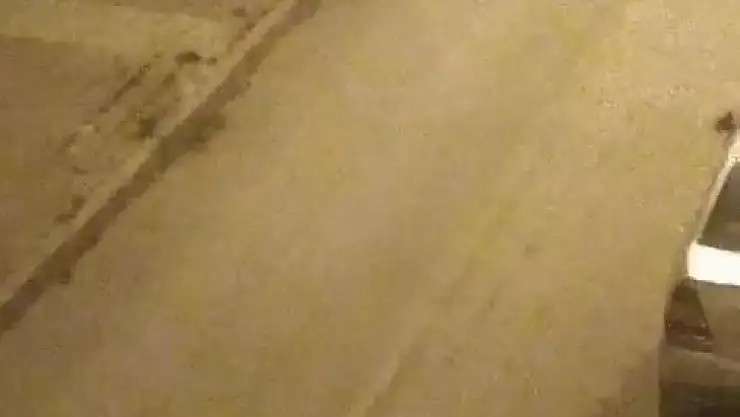 Elazığ'da sokak köpekleri kediyi parçaladı