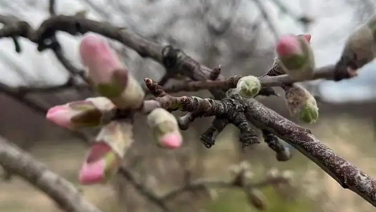 Elazığ'da şubat ayında badem ağaçları çiçek açtı