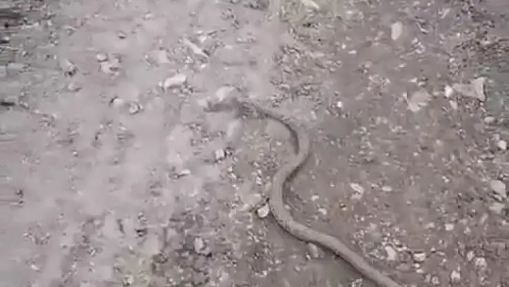 Elazığ'da vatandaşın yılanla diyaloğu gülümsetti