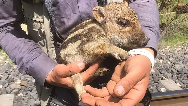 Elazığ'da yavru yaban domuzu görüldü
