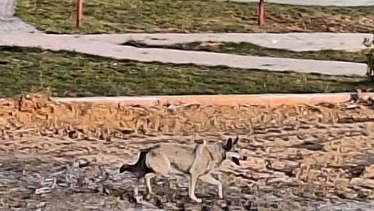 Elazığ'da yolunu kaybeden kurt şehir merkezine indi