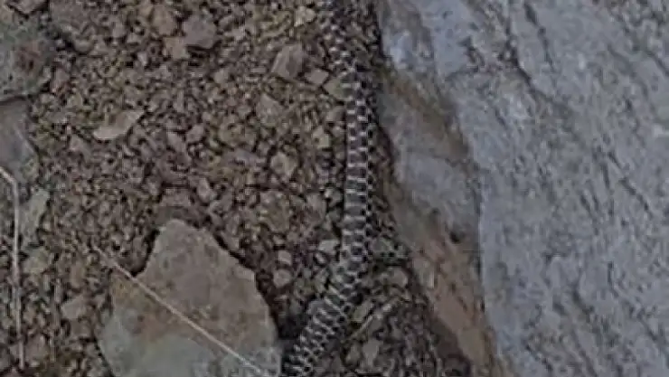 Elazığ'da zehirli kocabaş yılanı görüntülendi