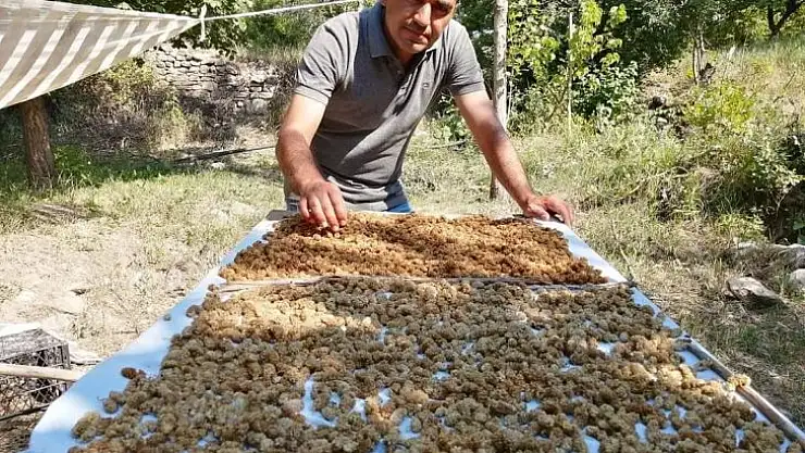 Genç girişimcinin ektiği dutlar yüz güldürdü