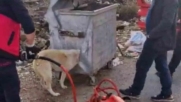 Kafası çöp konteynerine sıkışan köpek kurtarıldı