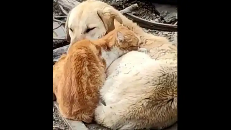 Kedi ile köpeğin yürekleri ısıtan dostluğu