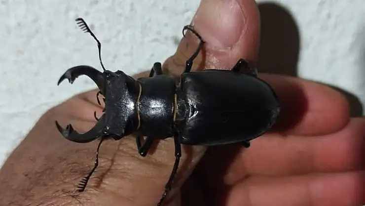 Kırmızı listede yer alan geyik böceği Elazığ'da görüntülendi