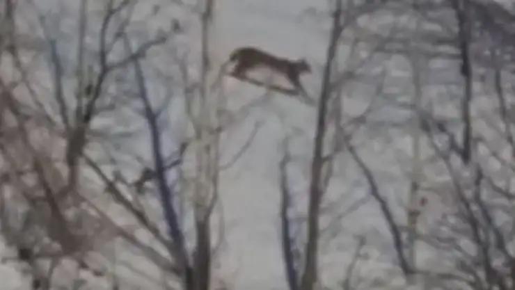 Kırmızı listede yer alan vaşak Tunceli'de görüntülendi