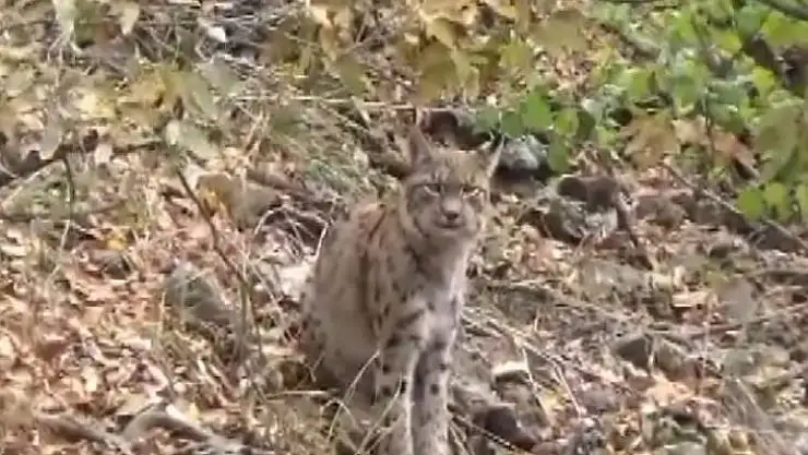 Kırmızı listedeki vaşak dağ keçisi avlarken görüntülendi