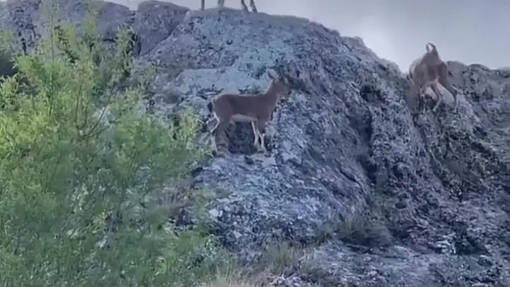 Koruma altındaki dağ keçileri sürü halinde görüntülendi