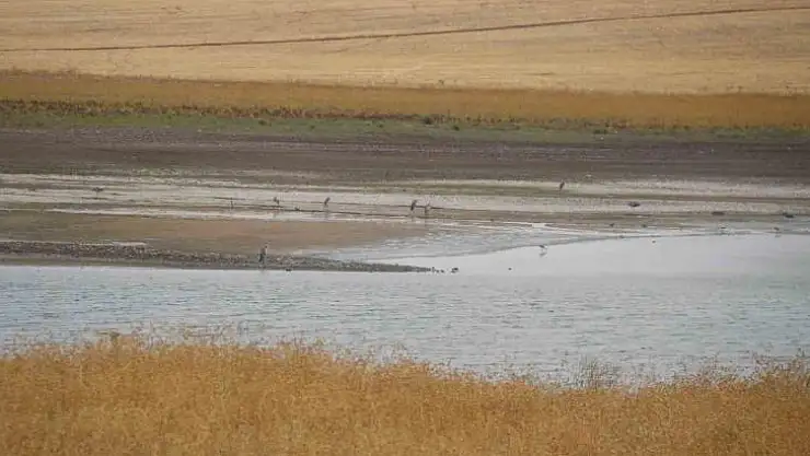 Kuraklık nedeniyle Diyarbakır'da 300 kuş türü tehdit altında