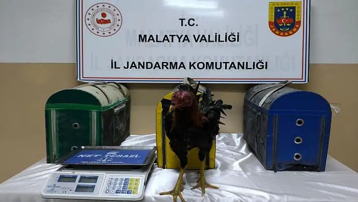 Malatya'da horoz dövüştürenlere ceza yağdı