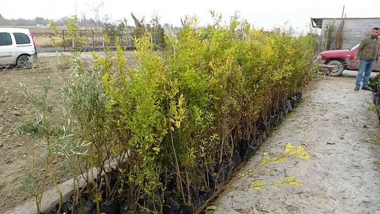 Malatya'da meyve fidanı atağı