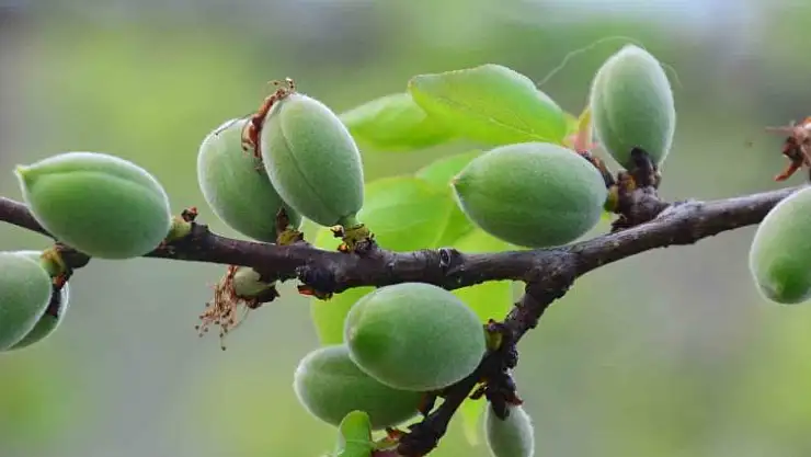 Mevsimin ilk kayısı çağlası Kale'de
