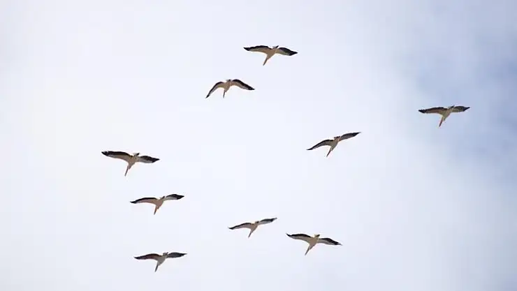 Onlarca leylek gökyüzünü renklendirdi