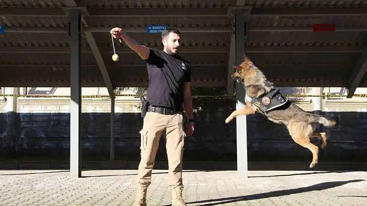 Polisin en büyük destekçisi dedektör köpekler