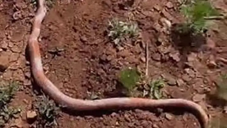 Su kuyusu kazısında 2 metrelik yılan çıktı