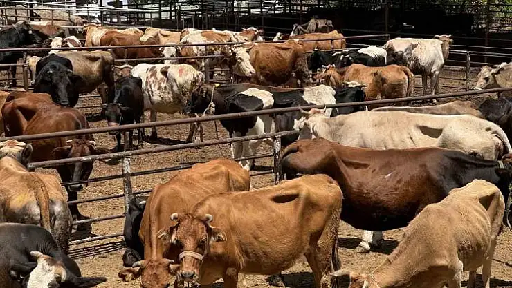 TDV, 126 bin ihtiyaç sahibi aile için kurbanlıkların kesimine başladı