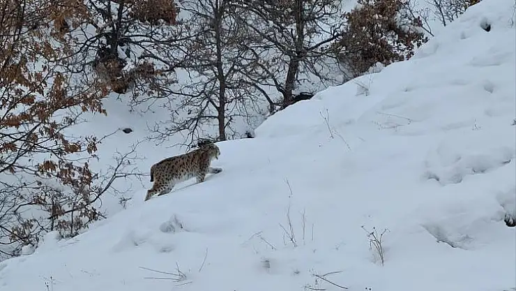 Tunceli'de kırmızı listede bulunan 2 vaşak görüntülendi