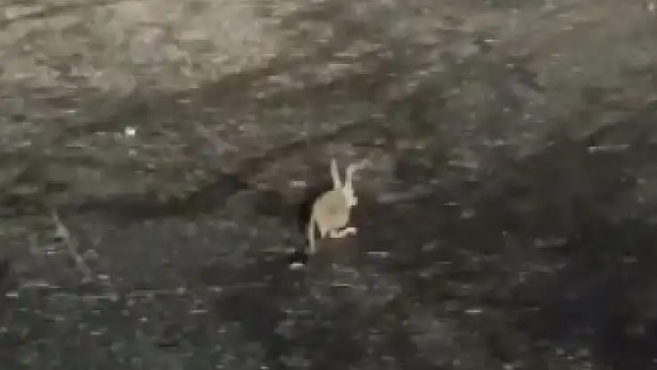 Tunceli'de kırmızı listedeki Arap tavşanı görüntülendi