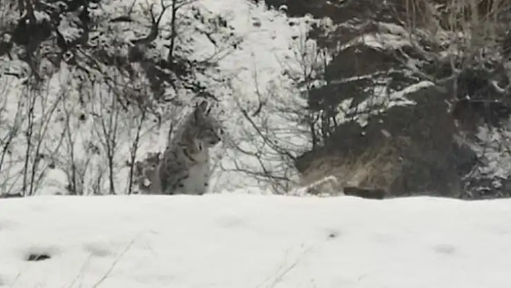 Tunceli'de kırmızı listedeki vaşak görüntülendi